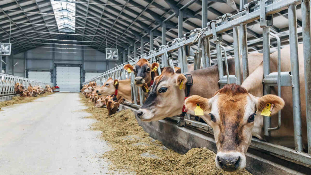 Cows on a dairy farm.